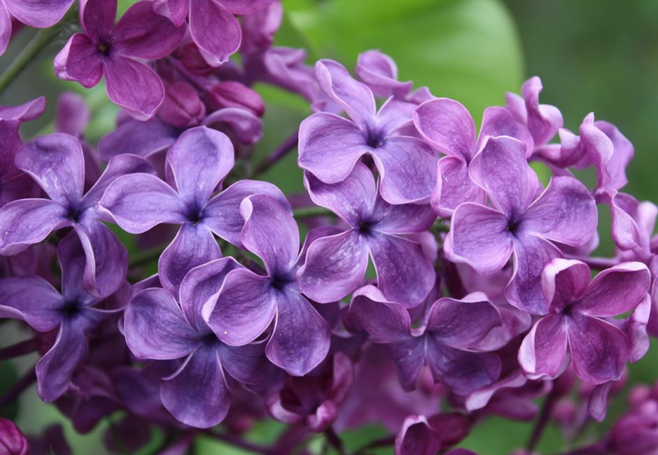 ''Sumerki'' Syringa vulgaris 
